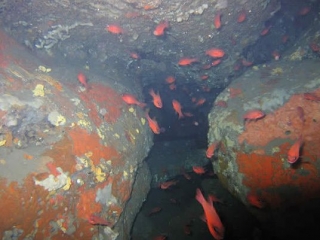 Plonger en Corse avec A Madreperla